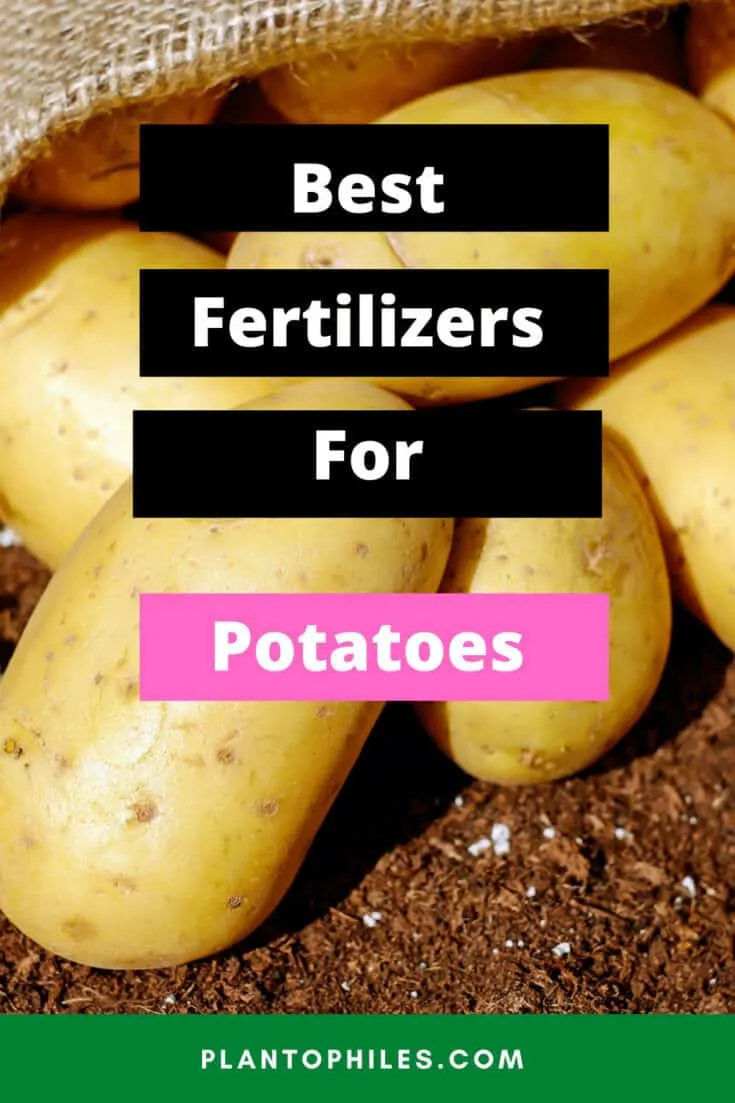 Best Fertilizers for Potatoes