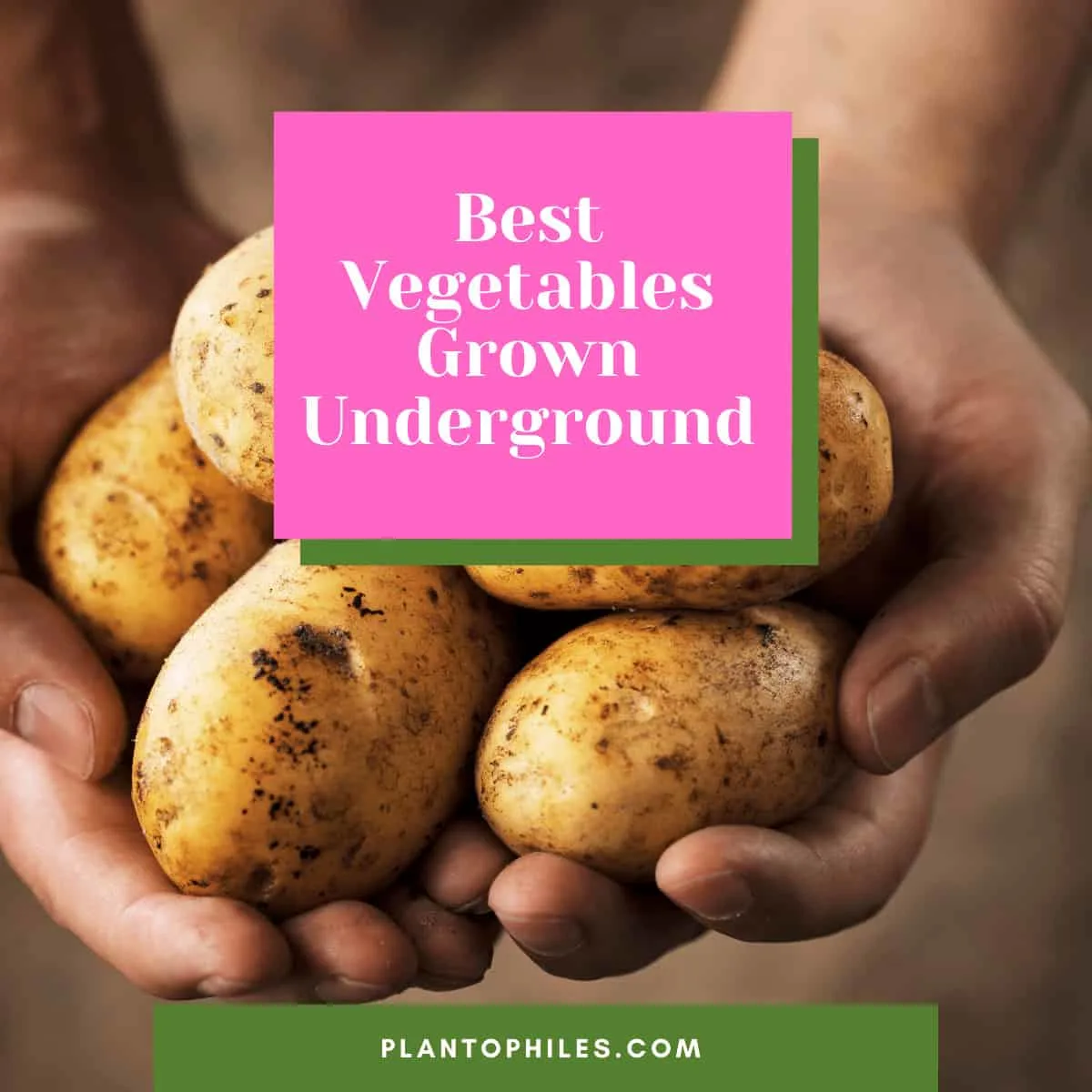 Best Vegetables Grown Underground