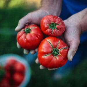 High phosphorus (P) and potassium (K) are important for great tomato taste