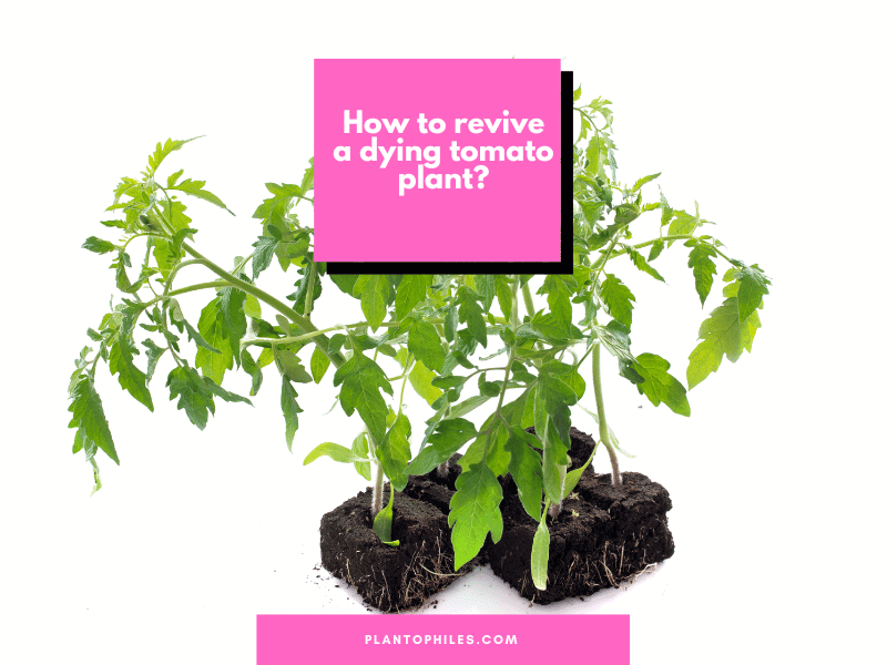 How to revive a dying tomato plant