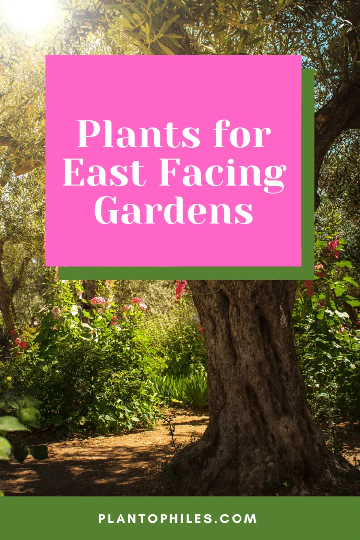Plants for East Facing Gardens