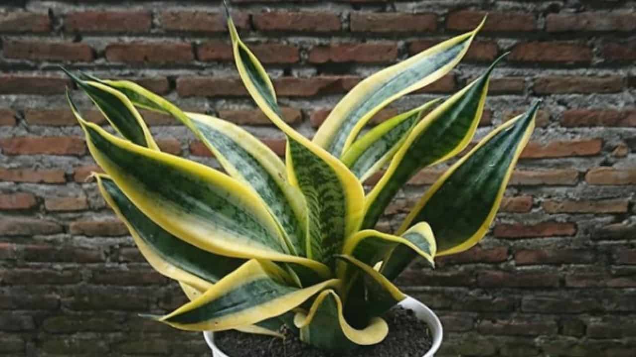 Sansevieria Twisted Sister