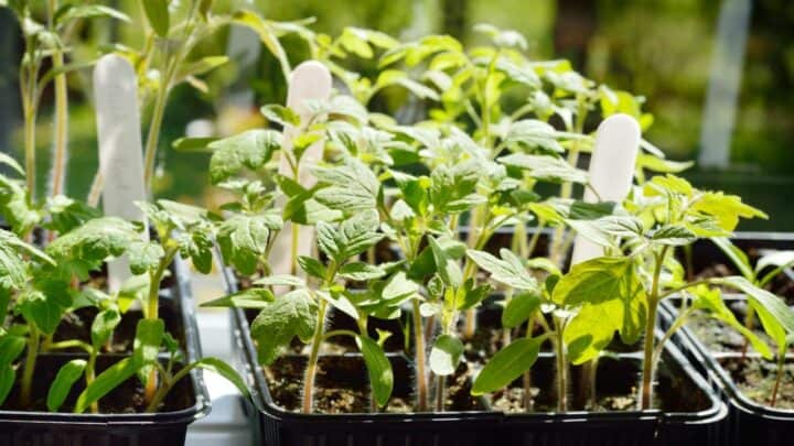 6 Reasons Why Tomato Seedlings Are Dying