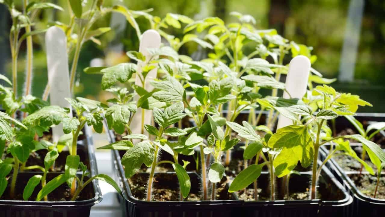 6 Reasons Why Tomato Seedlings Are Dying 20