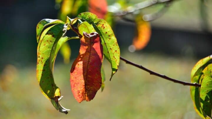 Red Spots On Peach Tree Leaves — Causes & Remedies