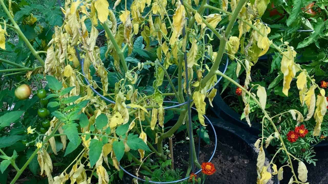 为什么我的番茄植物死于底部吗?188金宝慱亚洲体育23