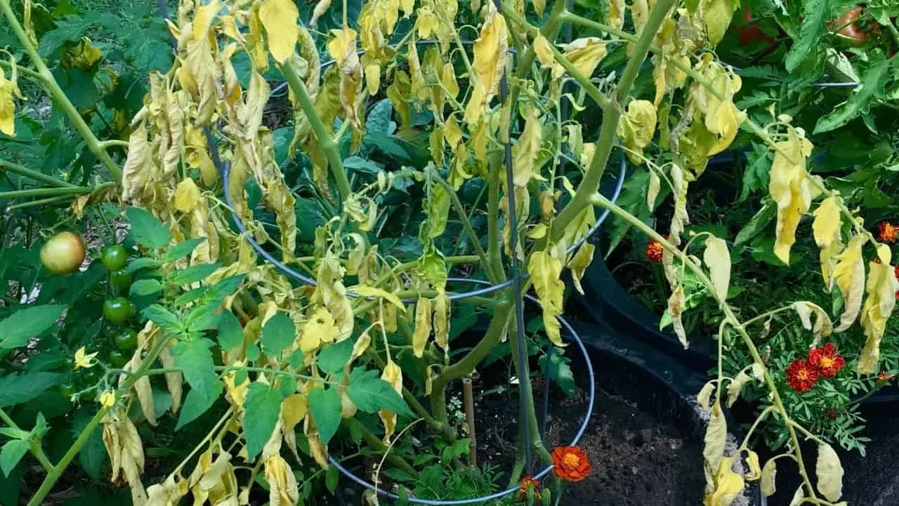 为什么我的番茄植物死于底部吗?188金宝慱亚洲体育23