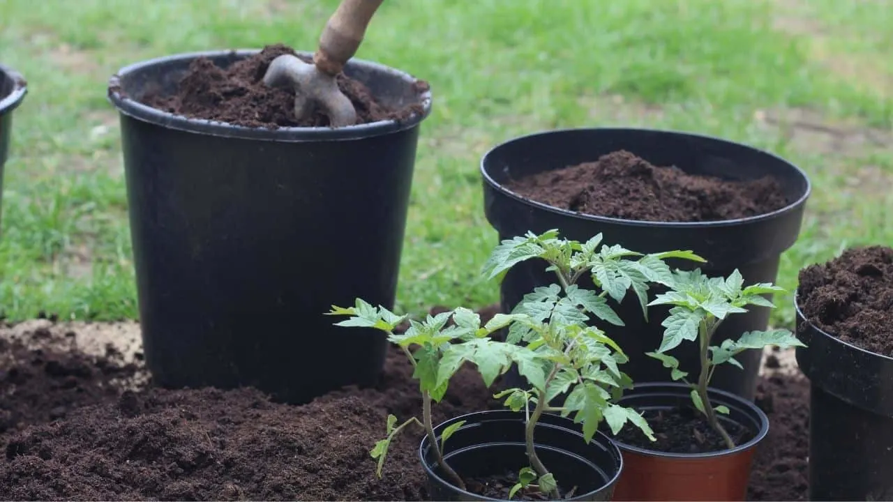 How to Repot Tomato Seedlings - Proven Tactics! 13