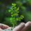 How To Plant A Tree In Clay Soil — Things You Should Do