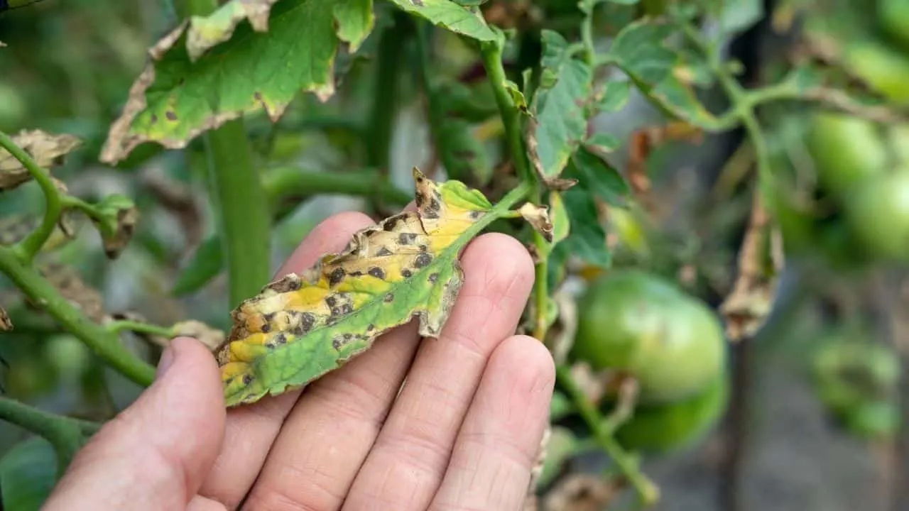 3 Main Reasons for Spots on Tomato Leaves 7