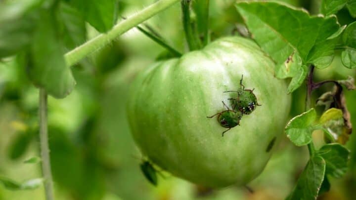 188金宝慱亚洲F1如何让番茄植株远离虫子
