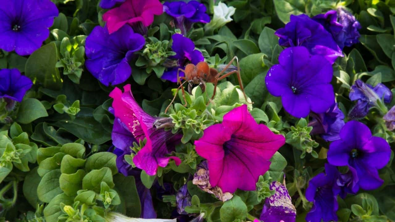 What is Eating My Petunias? — Oops!