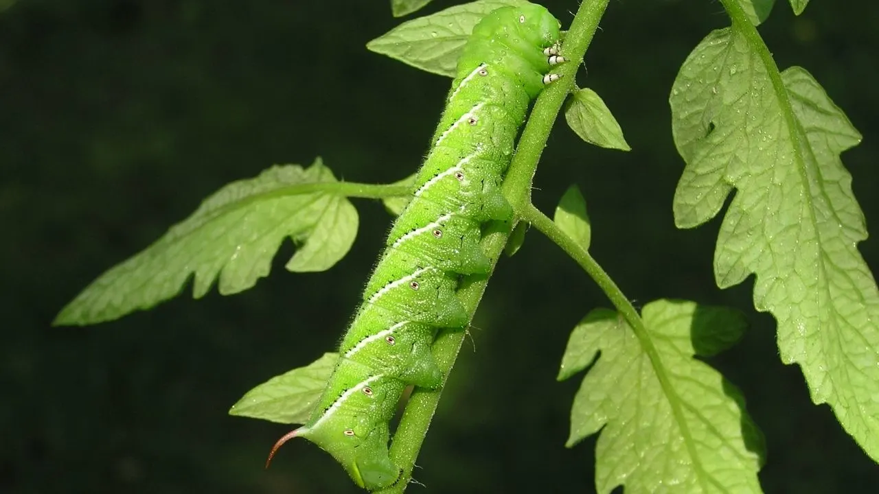 How to Keep Bugs Off a Tomato Plant 2
