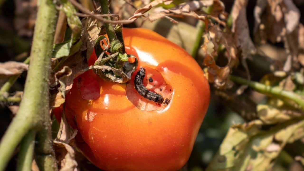 188金宝慱亚洲F1如何让害虫远离番茄植株