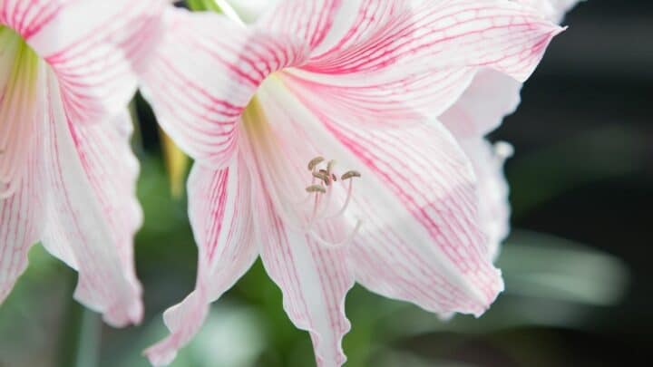 7 Reasons Why Your Amaryllis is not Growing