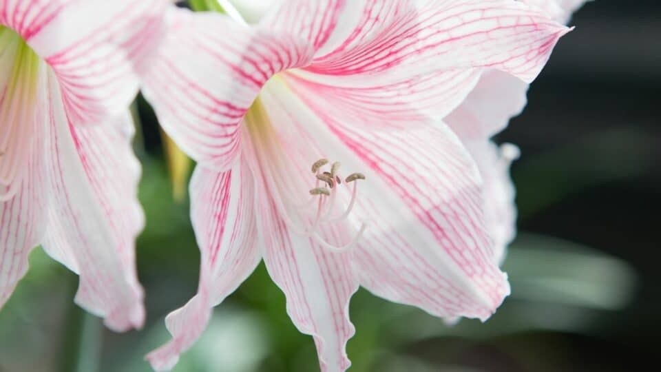 7 Reasons Why Your Amaryllis Is Not Growing