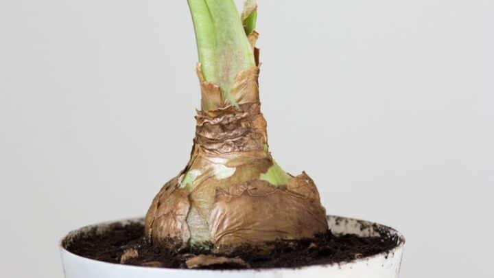 How to Force Amaryllis Bulbs — Everything You Should Know!