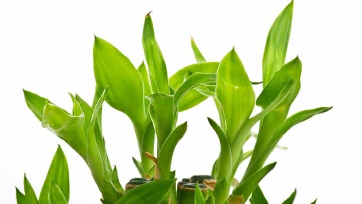 How To Save A Dying Bamboo Plant — Do This!