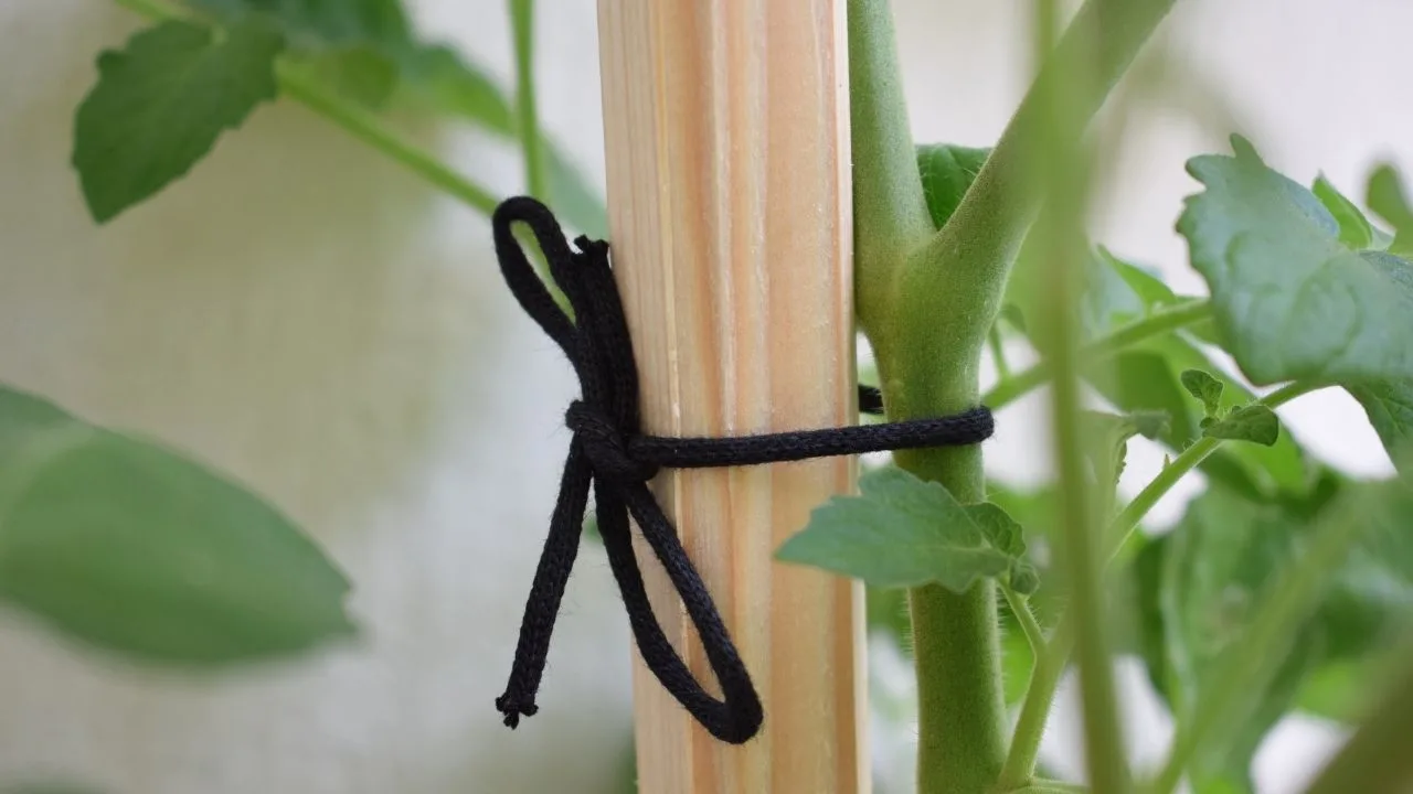 5 Foolproof Tips How To Get Thick Stems On Tomato Plants 32