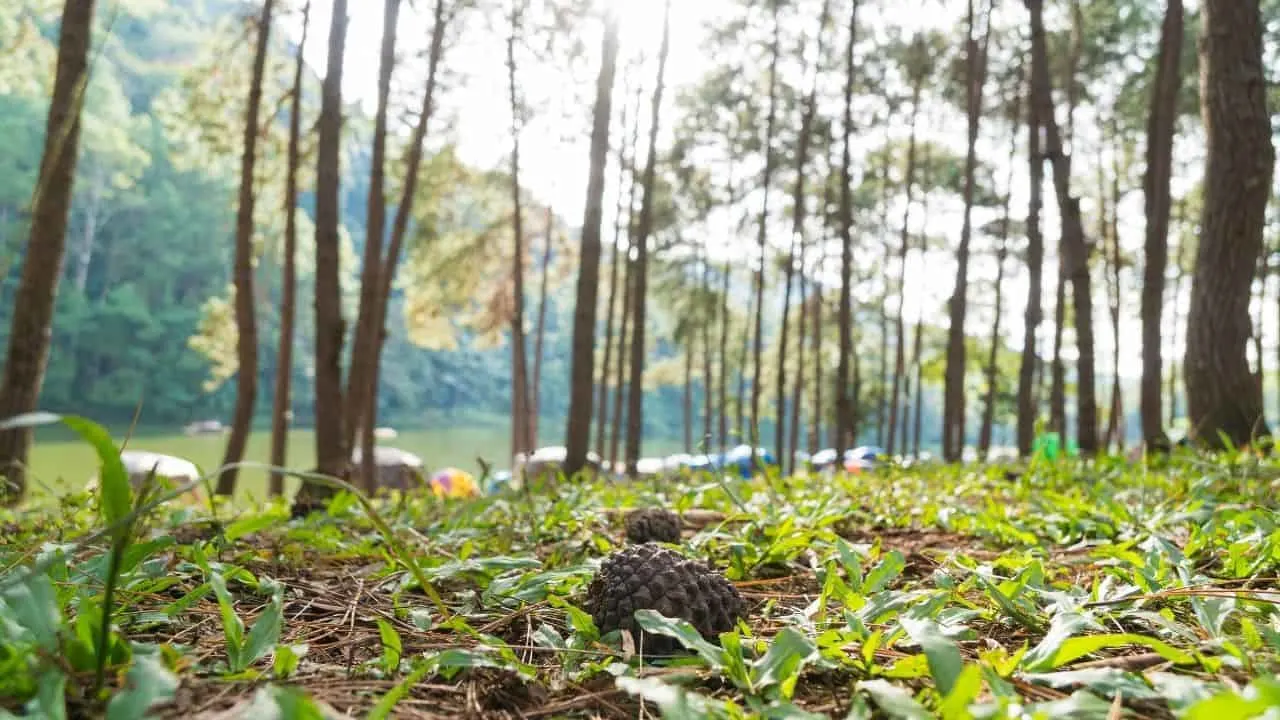 188金宝慱亚洲F1松树下如何种植草?找到这里!2