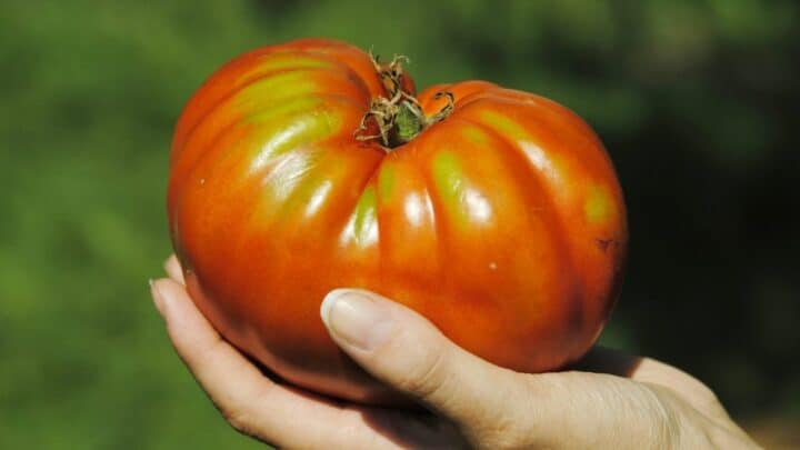 最大的番茄植物是什么?哇!