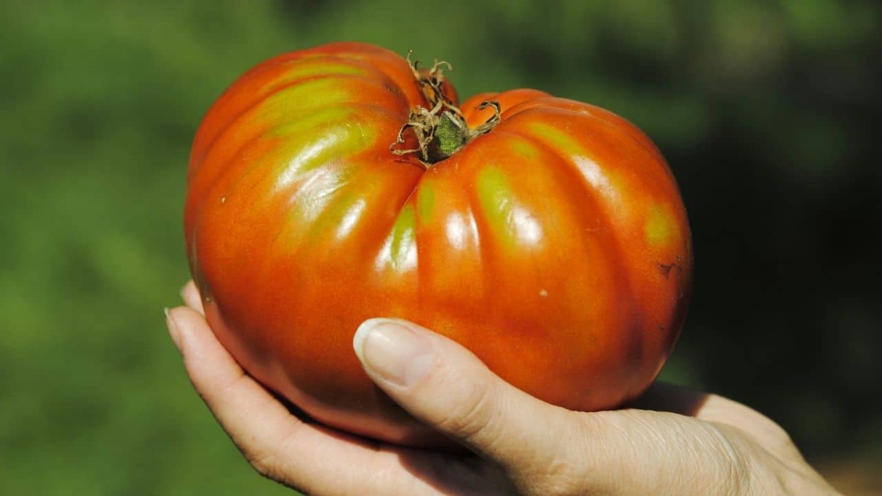 最大的西红柿是什么?哇!10