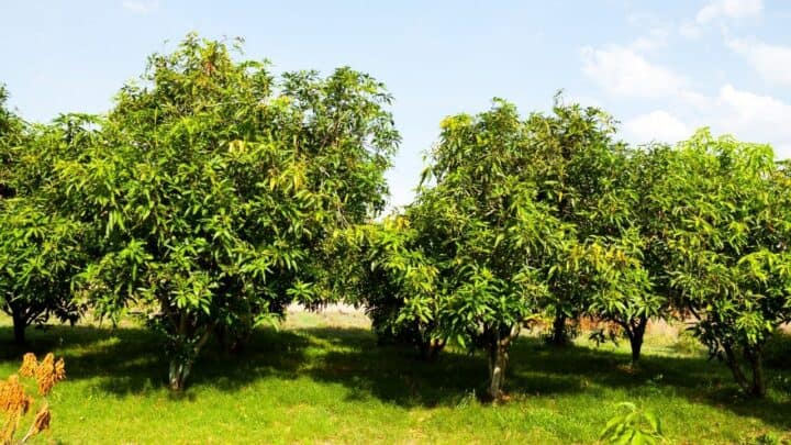 Best Fertilizers for Mango Trees — A Buyers Guide 2022