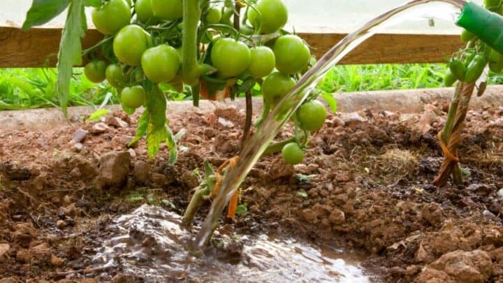 一株番茄每天需要多少水?