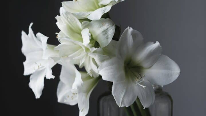How to Grow Amaryllis in Water? The Answer