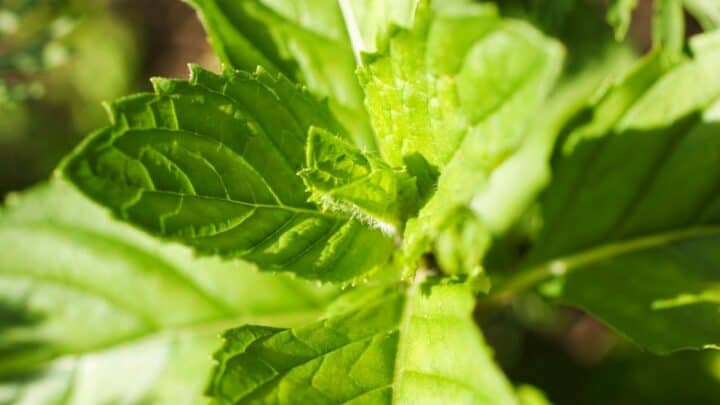 5 Reasons for Black Spots on Mint Leaves – A Shocking Truth