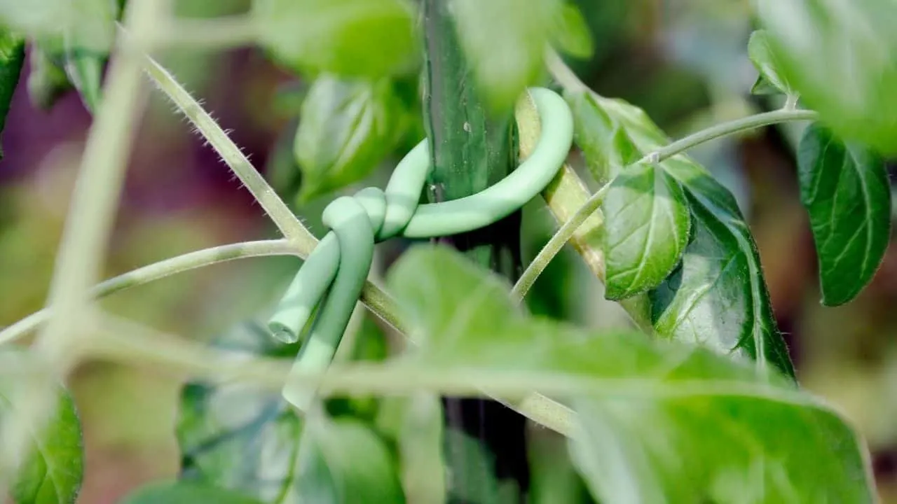 How to Tie Up Tomato Plants? Find Out Here! 27