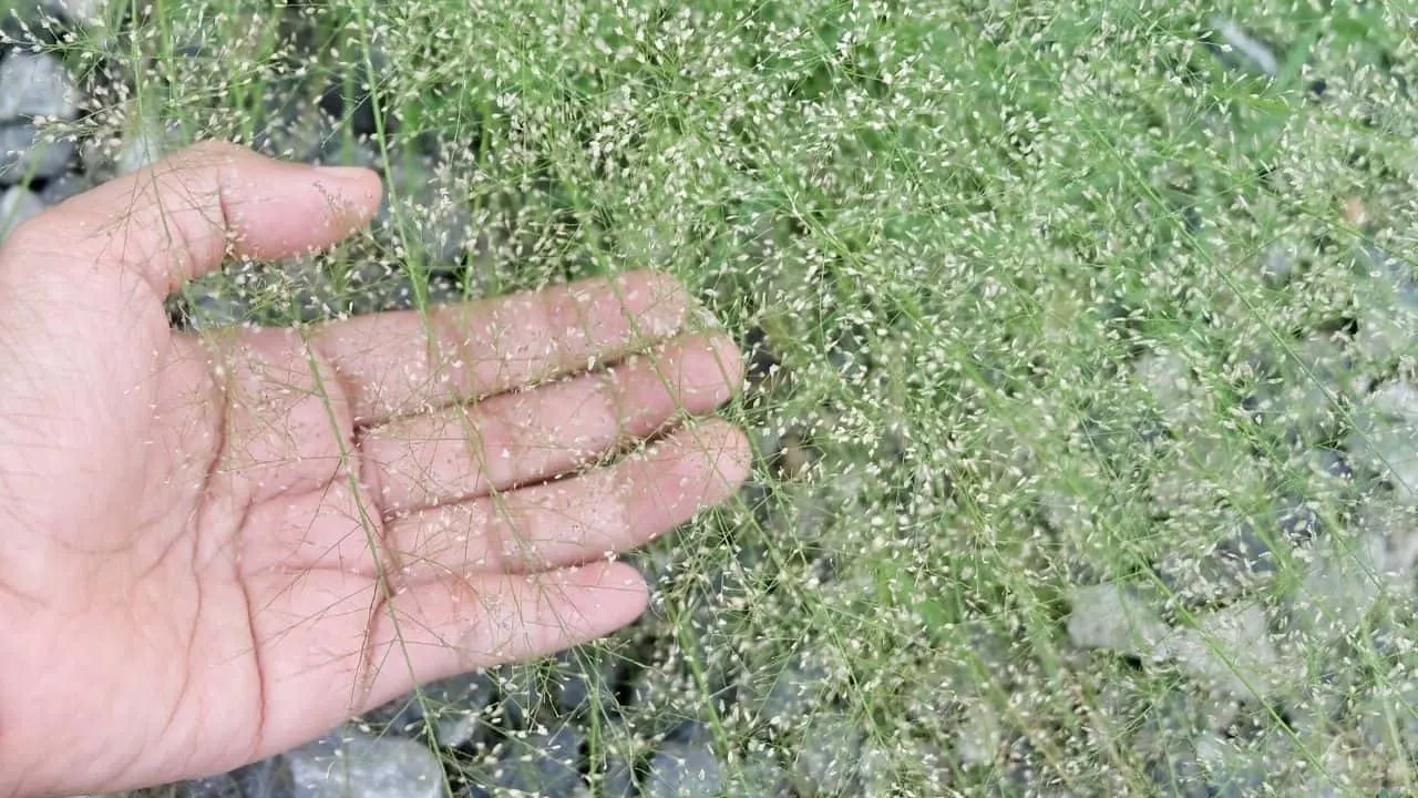 How To Sprig Bermuda Grass By Hand The Right Way 1