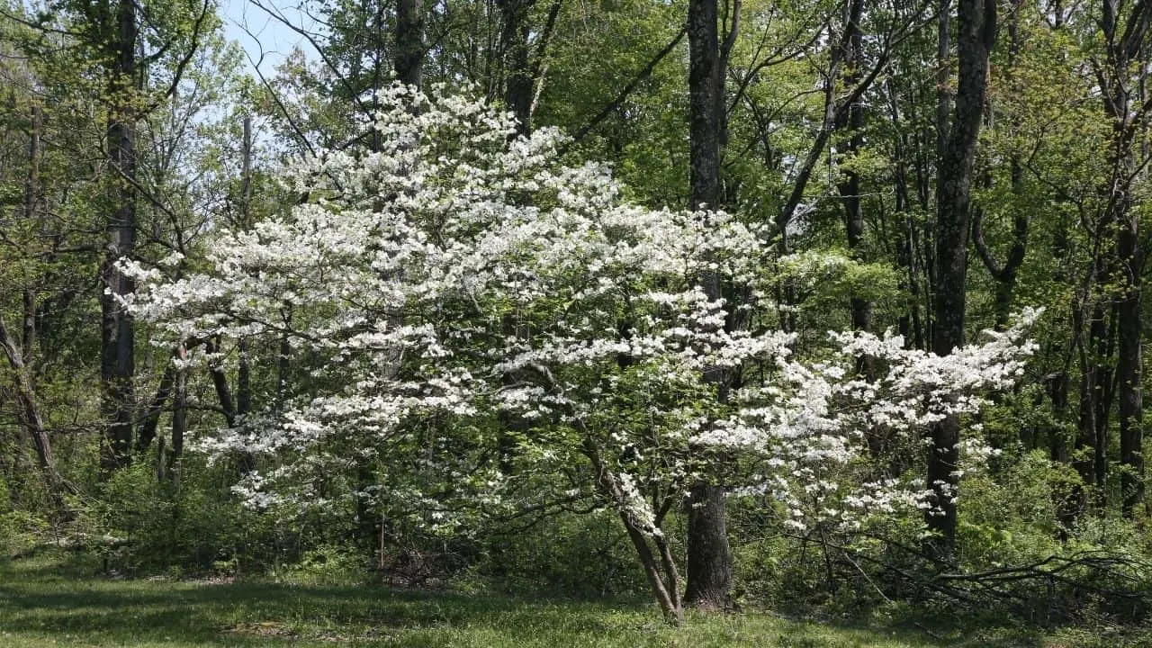 How to Save a Dying Dogwood Tree? 4