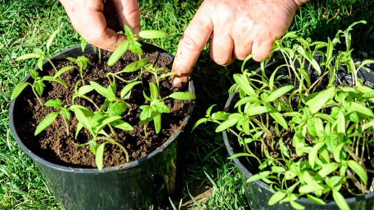 How Many Tomato Plants Per Container — How Many Indeed? 24