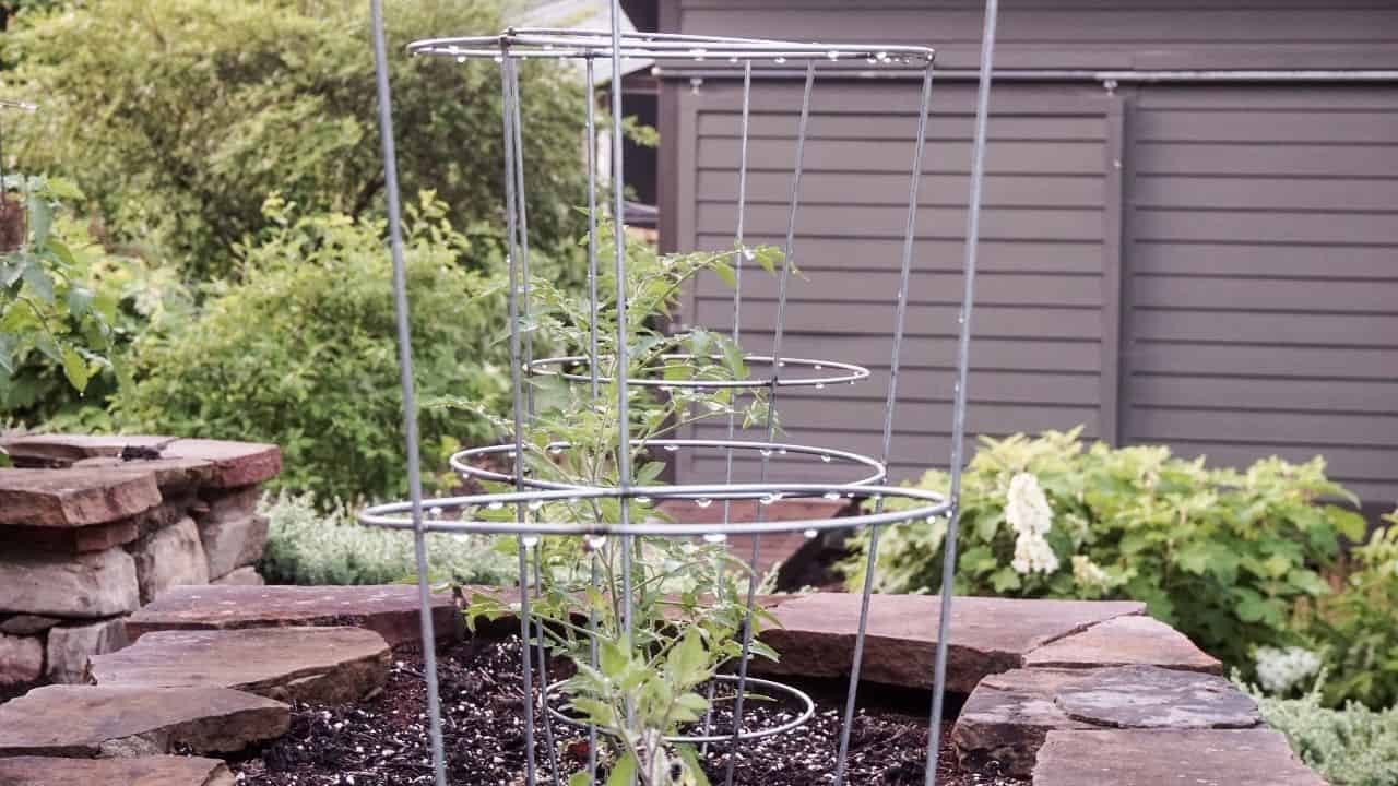 How To Use Tomato Cages - Pro Tips! 15