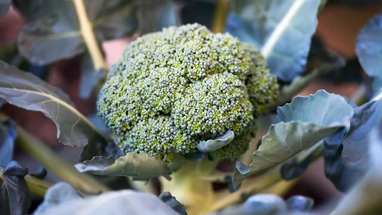 How Cold Can Broccoli Tolerate? Here's The Answer! 1