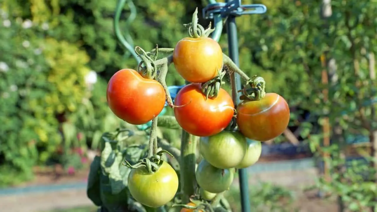 How Do You Fix a Broken Tomato? Here's How! 25