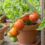 什么温度杀死植物番茄吗?188金宝慱亚洲体育(解决)
