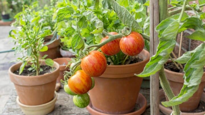 什么温度杀死植物番茄吗?188金宝慱亚洲体育我们将会看到!