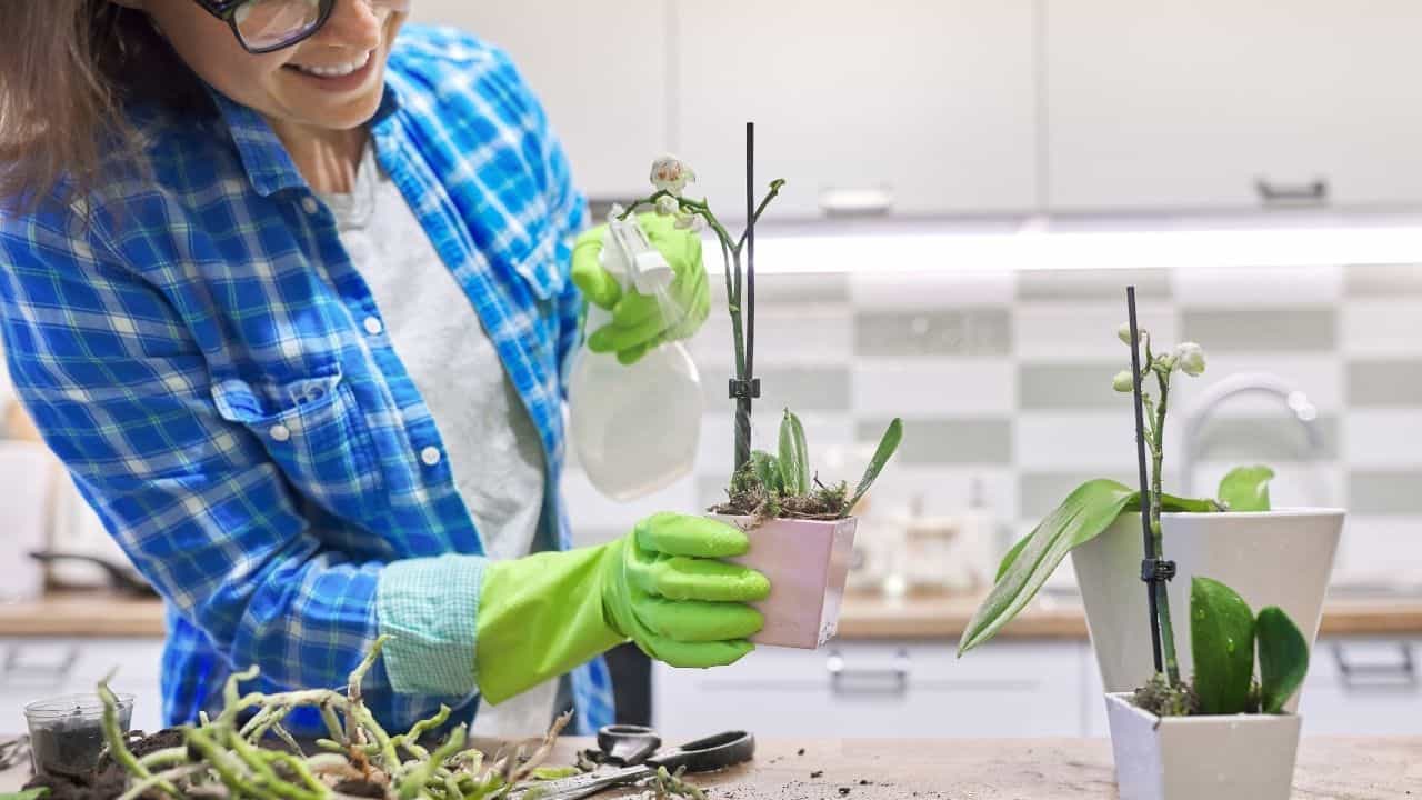 How To Grow Orchids From Cuttings - The Answer 5