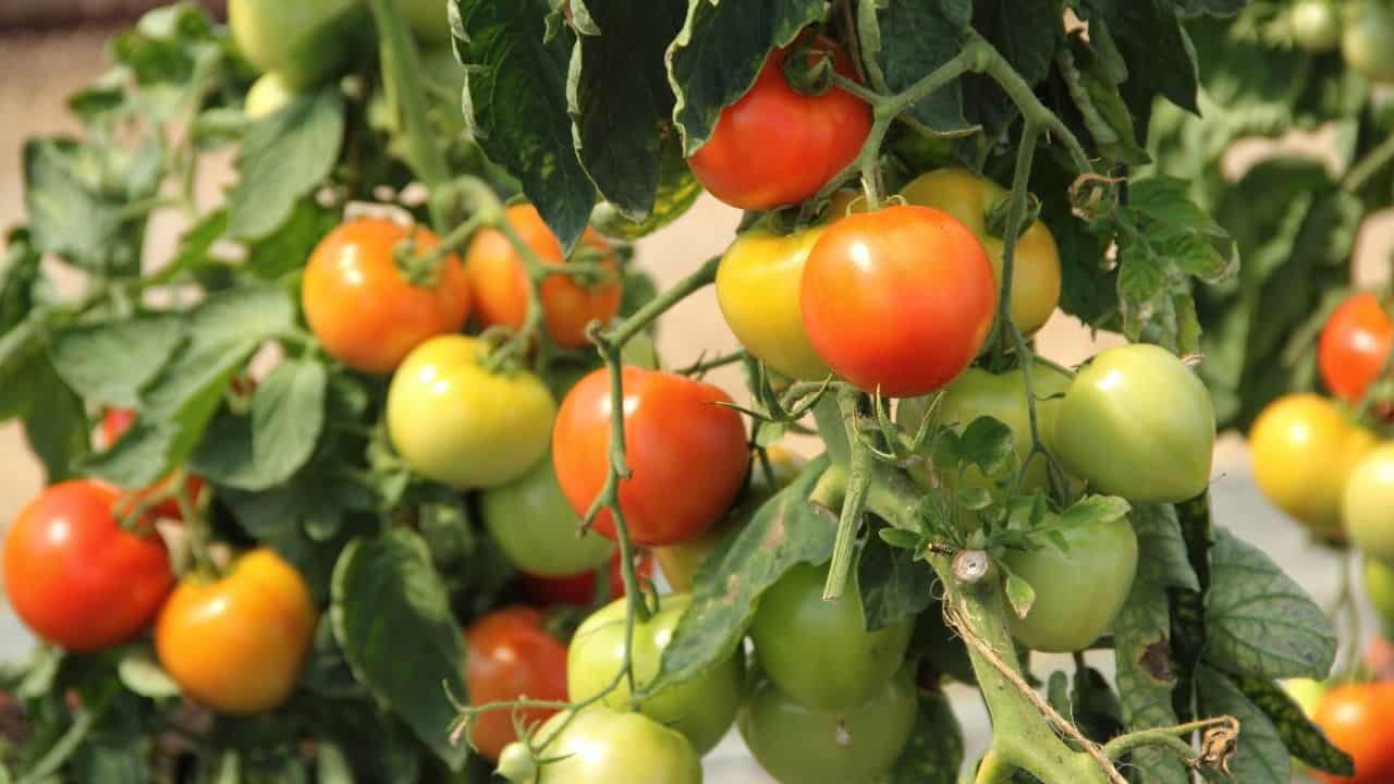 西红柿能活多久?让我们看看!33