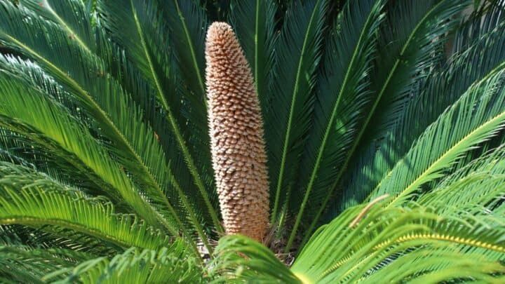 White Spots on Sago Palms — Truth Revealed!