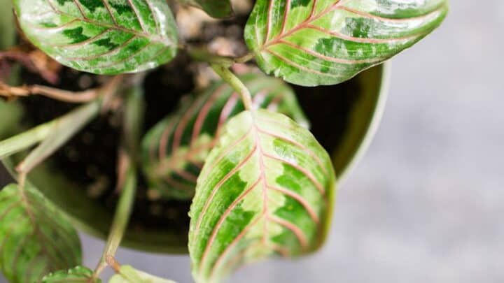 Why Are Prayer Plant Leaves Curling?