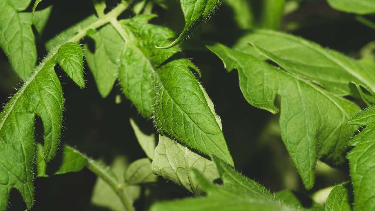 Why Are My Tomato Plant Leaves Curling Inward?