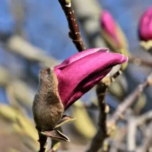 A Magnolia tree can live for more than 100 years