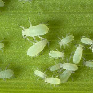 蚜虫喜欢吸收植物汁液，也会感染卷心菜叶子