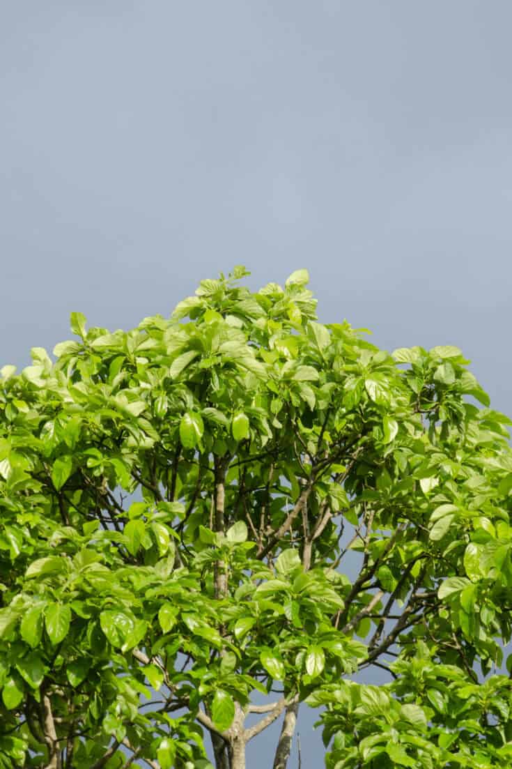 Avocado trees develop dense root structures and foliage to protect from the sun