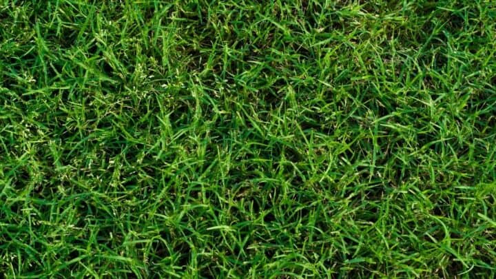 How To Make Bermuda Grass Thicker in 3 Easy Steps