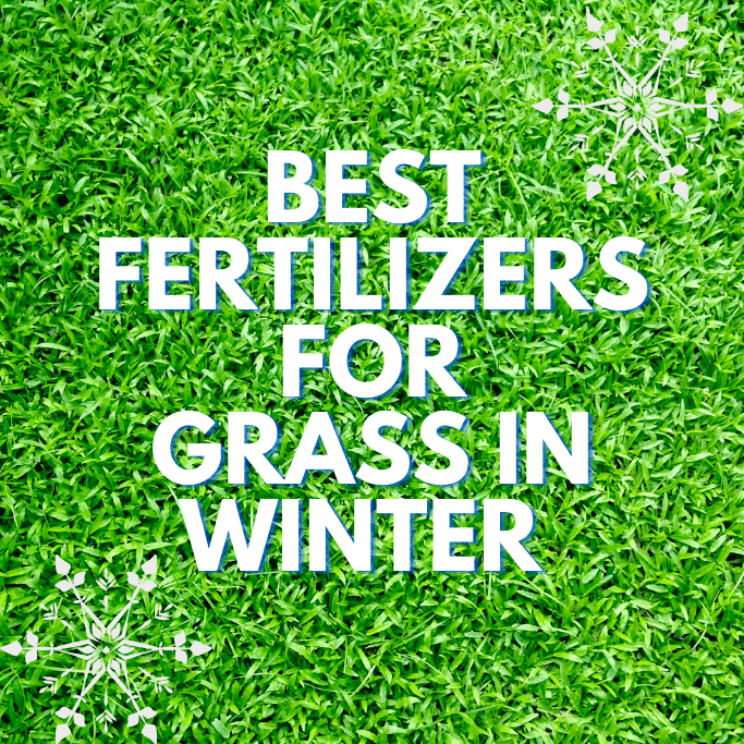 Best Fertilizers for Grass in Winter