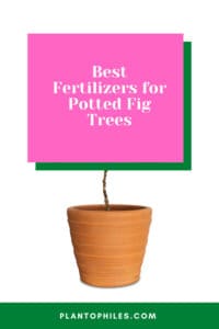 Best Fertilizers for Potted Fig Trees